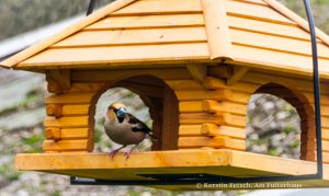 Am Futterhaus - Kerstin Fetsch