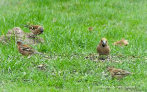 Vogeltreffen - Kerstin Fetsch