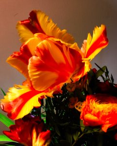 Tulpe extraordinaer 1 - K. - F. Muehler