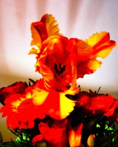 Tulpe exttraordinaer 2 - K. - F. Muehler