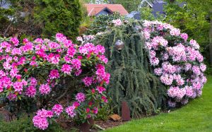 1 - Klimaveraenderung - Fruehzeitige Rhododendron-Bluetenpracht - K. - F. Muehler