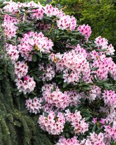 2 - Fruehzeitige Rhododendron-Bluetenpracht - K. - F. Muehler