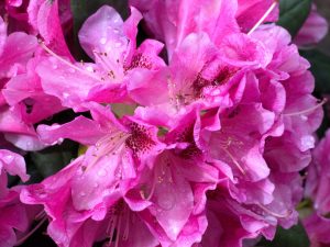 4 - Rhododendronblueten regennass - K. - F. Muhler