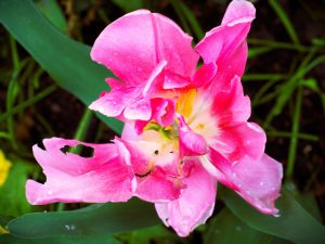 5 - Wilde Rhododendronschoenheit - K. - F. Muehler