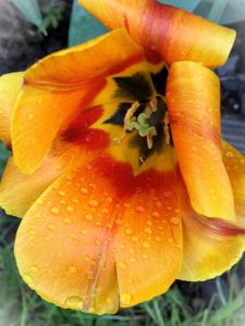 6 - Nach dem Regen 1 - K. - F. Muehler