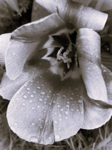 7 - Nach dem Regen 2 - K. - F. Muehler