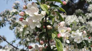Apfelblüte im April - Bernd Opel