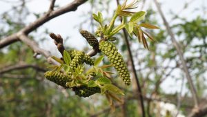 Nussbaumspross - Bernd Opel