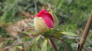 Pfingstrose im April - Bernd Opel