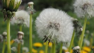 Pusteblume - Bernd Opel