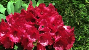 2Frühling im Mai.- N.Kubicke