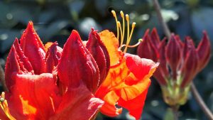 3Frühling im Mai..- N.Kubicke