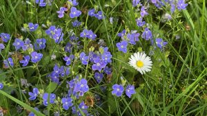 4Frühling im Mai....- N.Kubicke