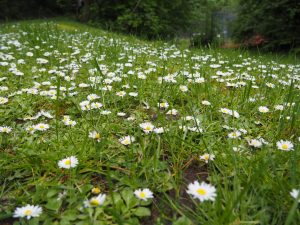 Gänsblümchen- Bernd Opel
