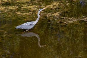 Graureiher 1 - B.Möcker