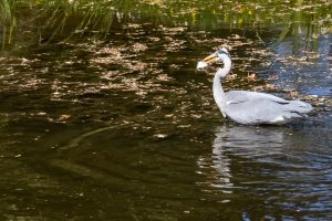 Graureiher 4 - B.Möcker