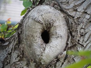 Hier wohnt Familie Meise- Bernd Opel