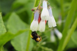 Hummelbesuch- Bernd Opel