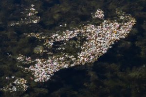 Kastanienblüten - B.Möcker