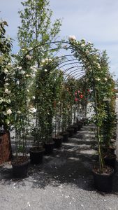 LAGA Bad Dürrenberg 2024 (8) - H. Müller