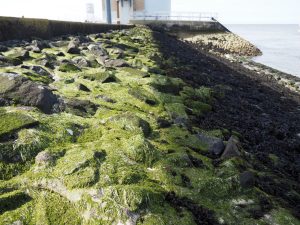 Mole in Cuxhaven - ©Bernd Opel