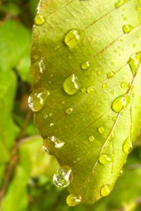 Nach dem Mairegen 2a - K. - F. Muehler