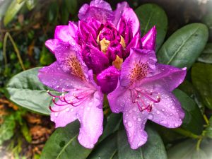 Nach dem Mairegen 3 - K. - F. Muehler