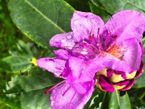 Nach dem Mairegen 5 - K. - F. Muehler