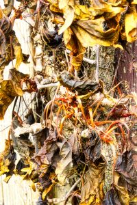 Nach dem Spaetfrost 2 - K. - F. Muhler