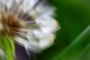 Pusteblume - ©2024 Kerstin Fetsch