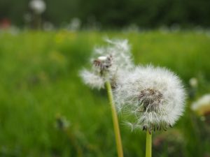 Pusteblume 1- Bernd Opel
