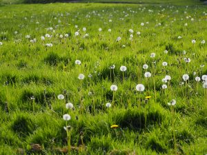 Pusteblumenwiese- Bernd Opel