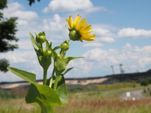 Am Tagebau Jänschwalde - Bernd Opel