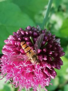 Auf Futtersuche - Bernd Opel