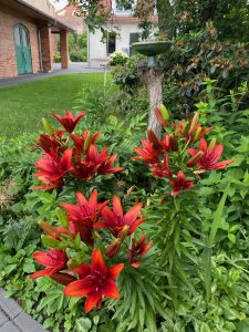 Blütenpracht 1 - Bernd Opel