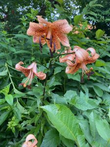 Blütenpracht 2 - Bernd Opel