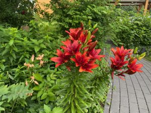 Blütenpracht - Bernd Opel