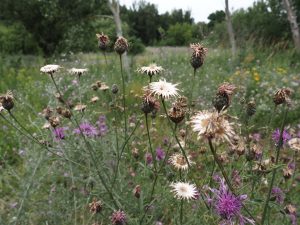 Blumenwiese - Bernd Opel