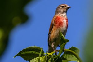 Bluthänfling 1 - Bernd Möcker