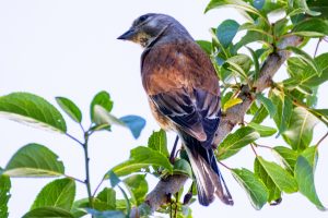 Bluthänfling 2 - Bernd Möcker