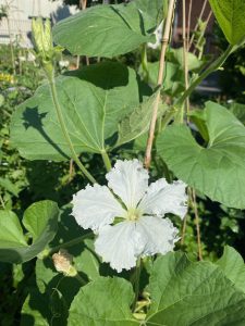 Flaschenkürbisblüte - Bernd Opel