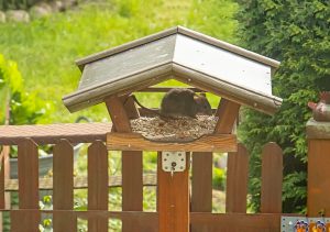 Futterdieb 2 - B.Möcker