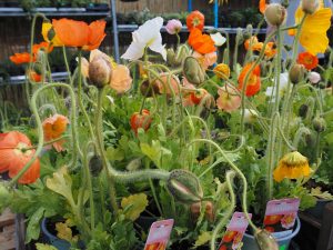 Mohnfarben - Bernd Opel