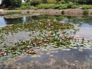 Monet lässt grüßen - Bernd Opel
