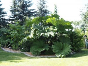 Monsterblatt - Bernd Opel