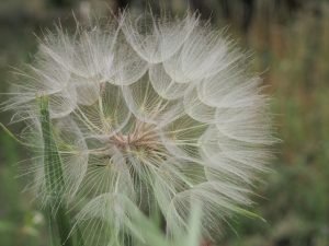 Pusteblume - Bernd Opel