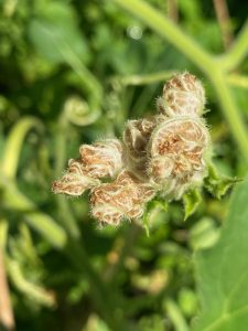 Verblüht - Bernd Opel