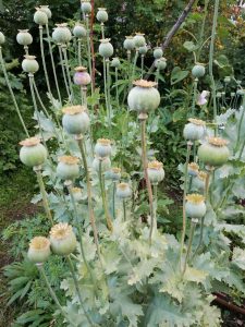 Verblüht und trtzdem schön - Bernd Opel