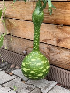 Flaschenkürbis - Bernd Opel