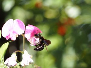 Holzbiene an der Wicke - Bernd Opel